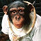 Monkey Tennis