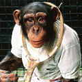 Monkey Tennis
